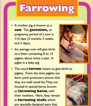 Farrowing Vocabulary Bookmark