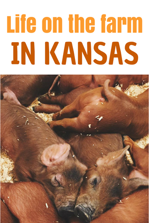 Life on the Farm in Kansas