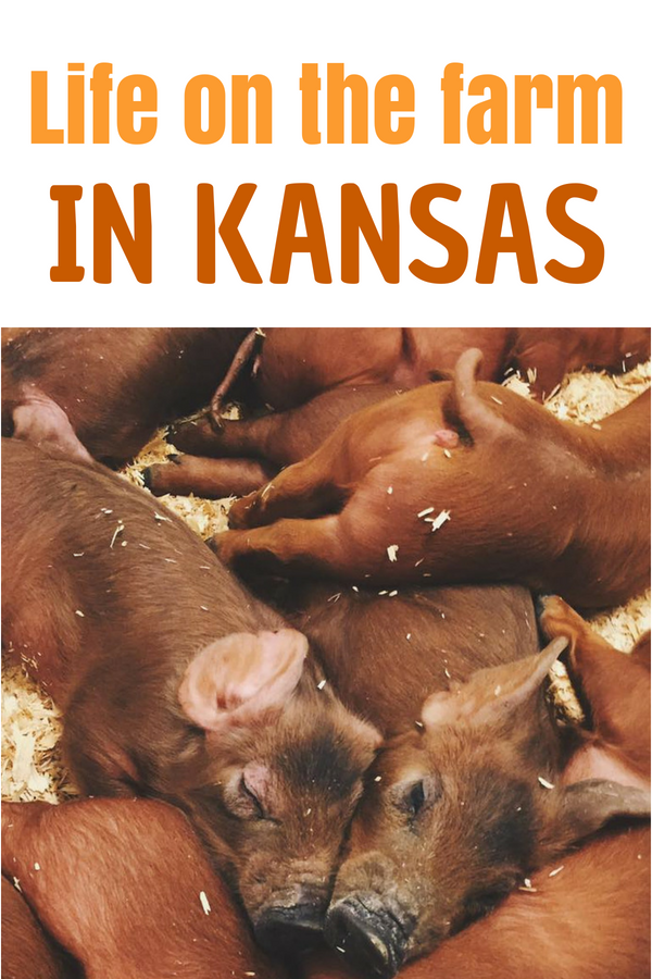 Life on the Farm in Kansas